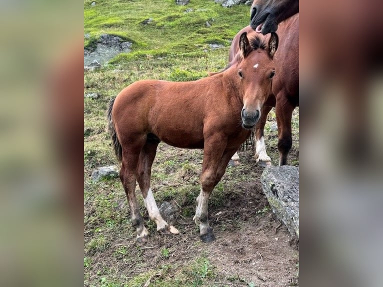 Freiberger Blandning Hingst Föl (05/2024) Brun in Guarda