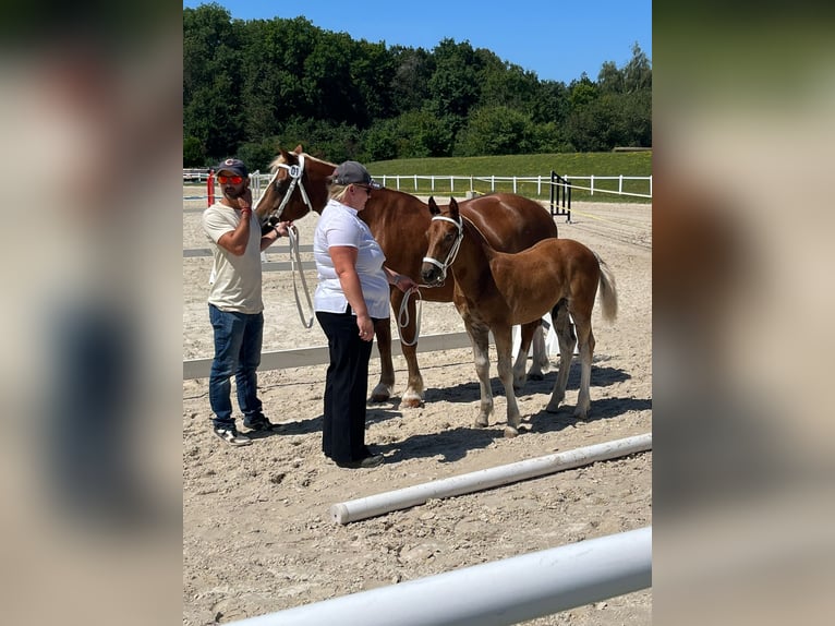 Freiberger Hingst Föl (05/2024) fux in Belmont-sur-Yverdon