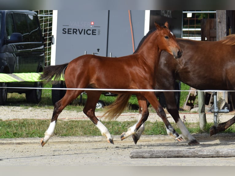 Freiberger Hingst Föl (03/2024) Mörkbrun in 36 aux pruats