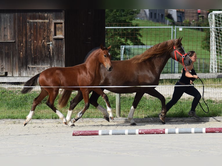 Freiberger Hingst Föl (03/2024) Mörkbrun in 36 aux pruats