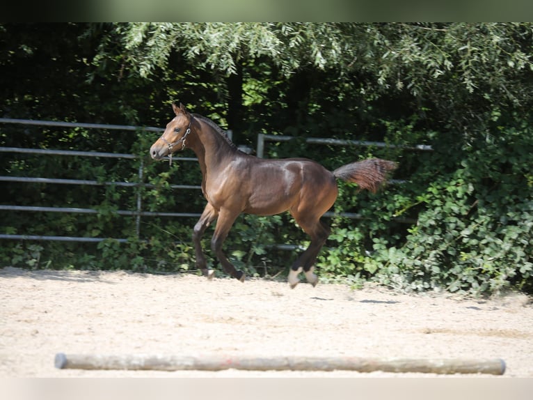 Freiberger Hingst Föl (03/2024) Mörkbrun in Pratteln