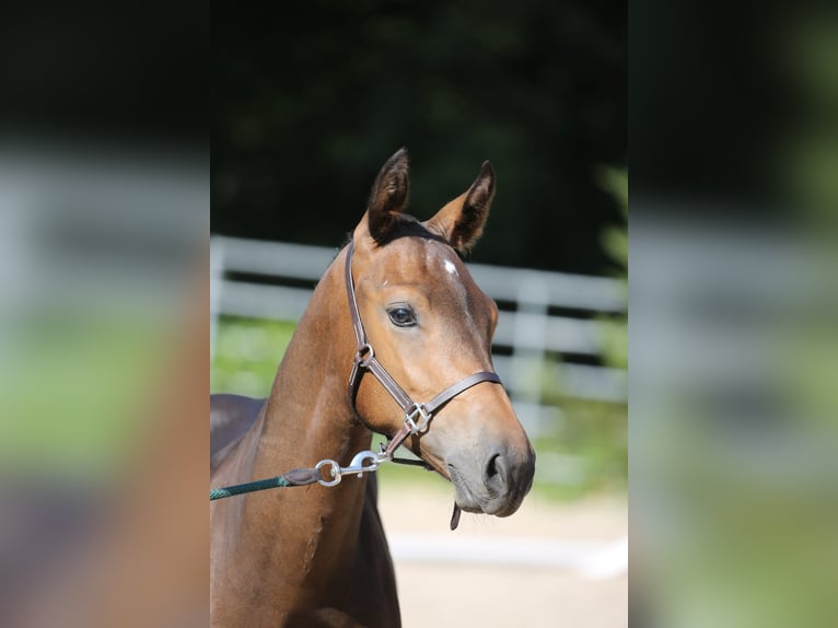 Freiberger Hingst Föl (03/2024) Mörkbrun in Pratteln