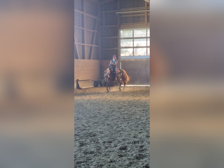 Freiberger Klacz 10 lat 145 cm Kasztanowata in Affoltern im Emmental