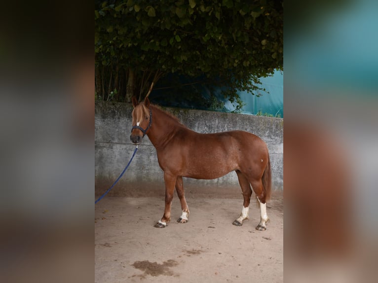 Freiberger Klacz 10 lat 145 cm Kasztanowata in Affoltern im Emmental