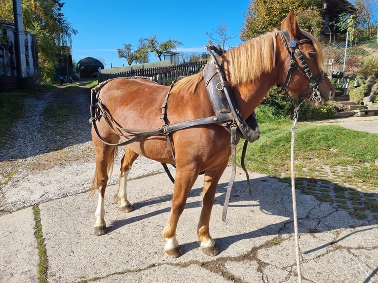 Freiberger Klacz 10 lat 145 cm Kasztanowata in Affoltern im Emmental