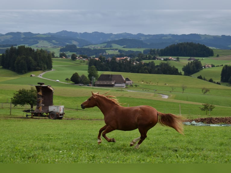 Freiberger Klacz 10 lat 145 cm Kasztanowata in Affoltern im Emmental