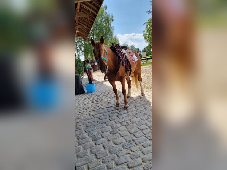Freiberger Klacz 10 lat 145 cm Kasztanowata in Affoltern im Emmental