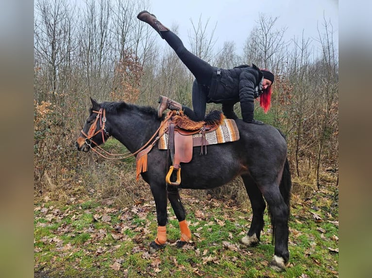 Freiberger Klacz 10 lat 160 cm Ciemnogniada in Linkenbach