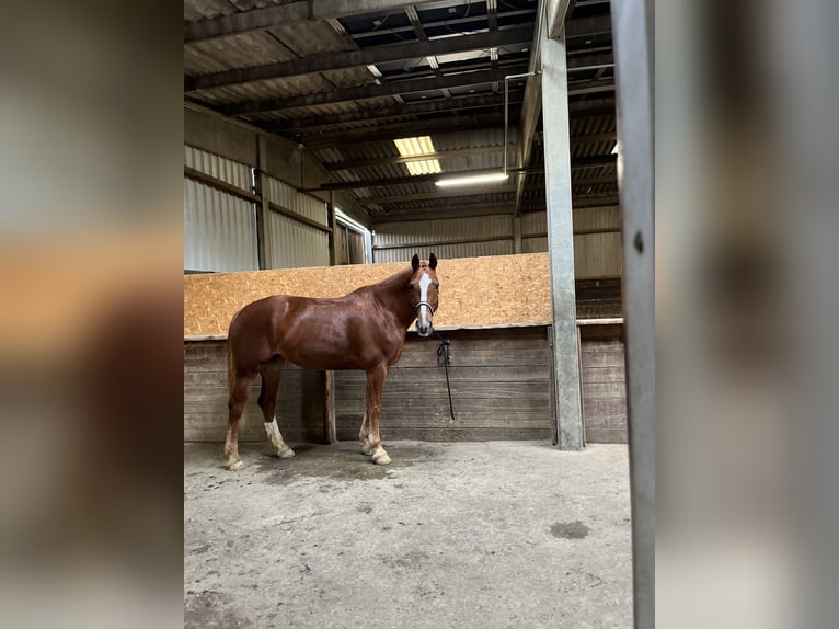 Freiberger Klacz 10 lat 168 cm Kasztanowata in Stockach