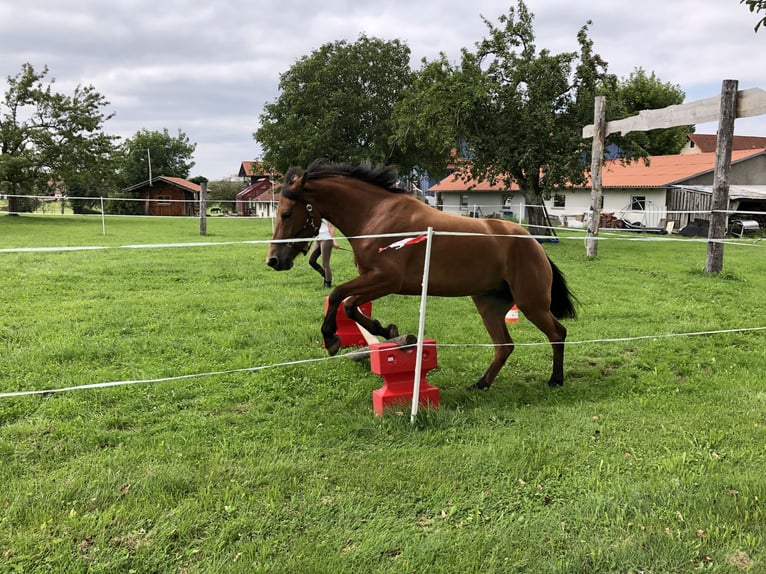 Freiberger Klacz 11 lat 155 cm Gniada in Grünkraut