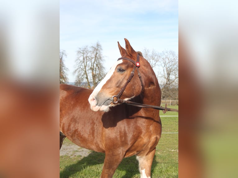 Freiberger Klacz 11 lat 156 cm Kasztanowata in Schönholzerswilen
