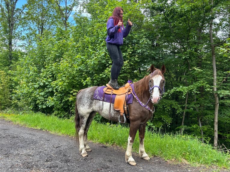 Freiberger Klacz 11 lat 159 cm Srokata in Linkenbach
