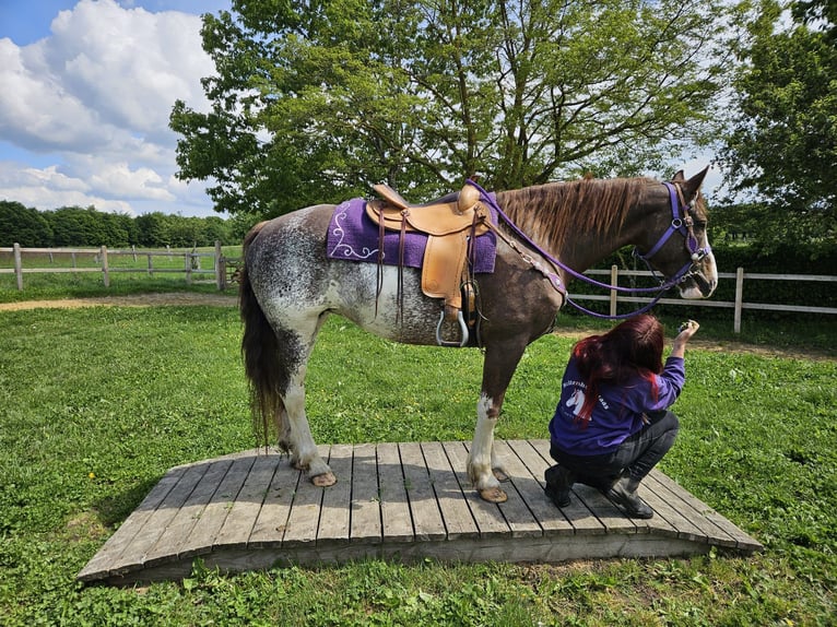 Freiberger Klacz 11 lat 159 cm Srokata in Linkenbach