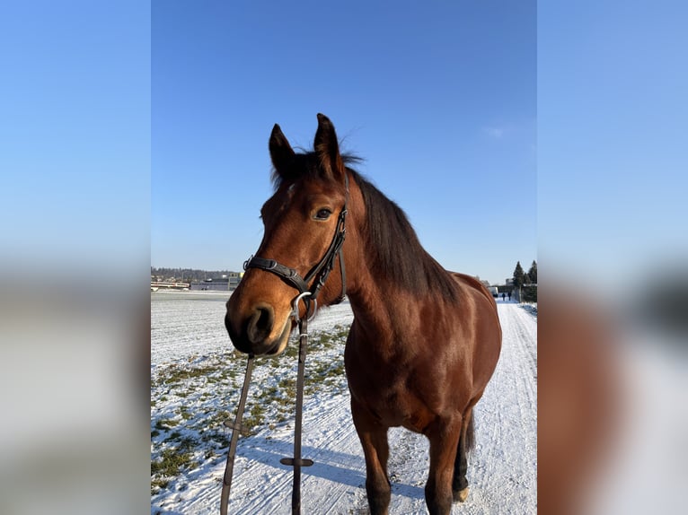 Freiberger Klacz 11 lat 165 cm Gniada in Dietlikon