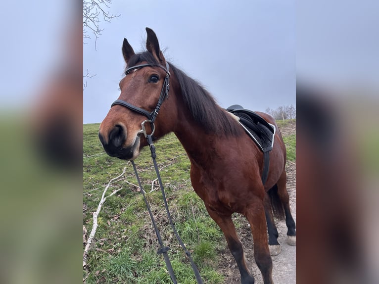 Freiberger Klacz 11 lat 165 cm Gniada in Dietlikon