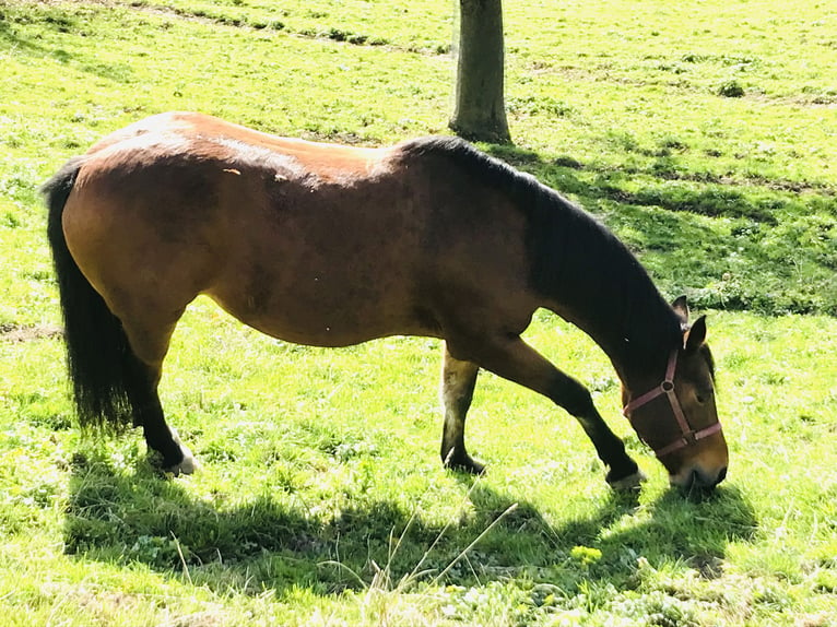 Freiberger Klacz 14 lat 152 cm Bułana in Rüeggisberg