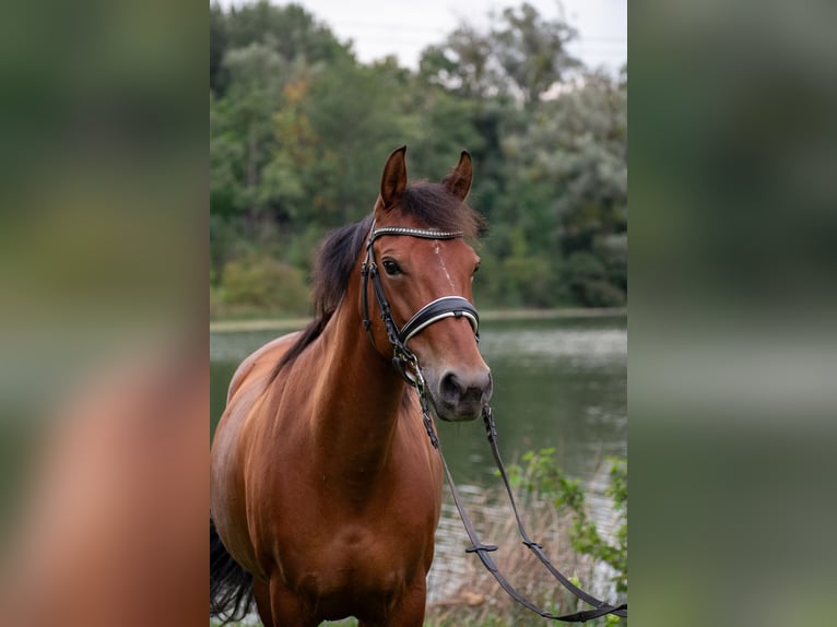 Freiberger Klacz 15 lat 140 cm Kasztanowata in Bütschwil