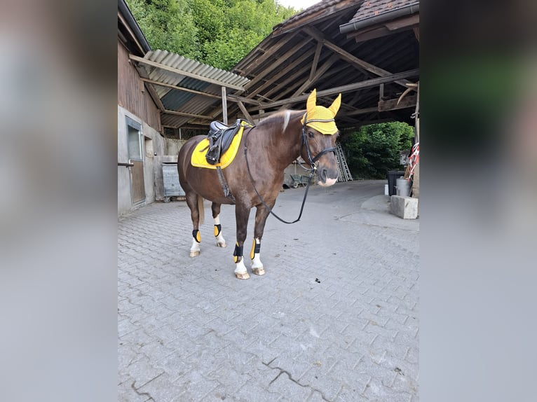 Freiberger Klacz 15 lat 152 cm Ciemnokasztanowata in Bettwil
