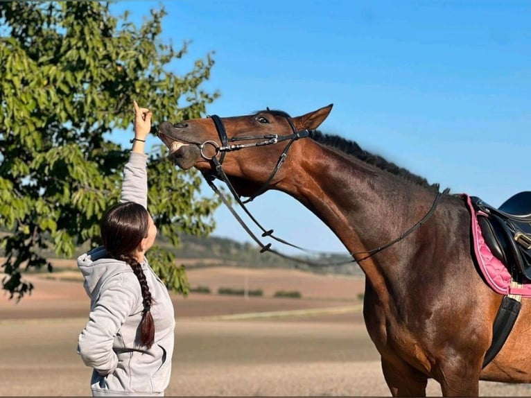 Freiberger Klacz 15 lat 162 cm Ciemnogniada in Halberstadt