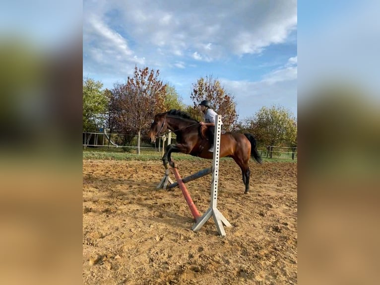 Freiberger Klacz 15 lat 162 cm Ciemnogniada in Halberstadt
