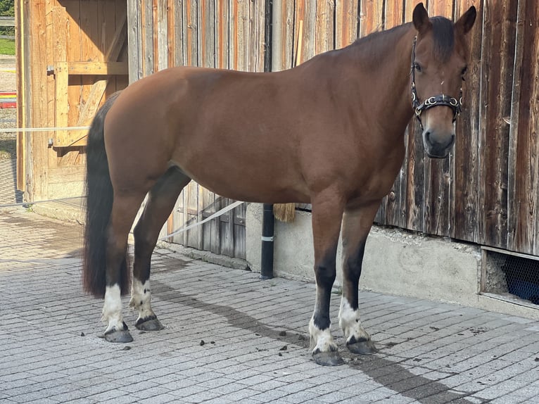 Freiberger Klacz 16 lat 160 cm Gniada in Dreien