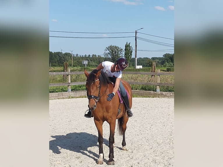 Freiberger Klacz 16 lat 160 cm Gniada in Hoeselt