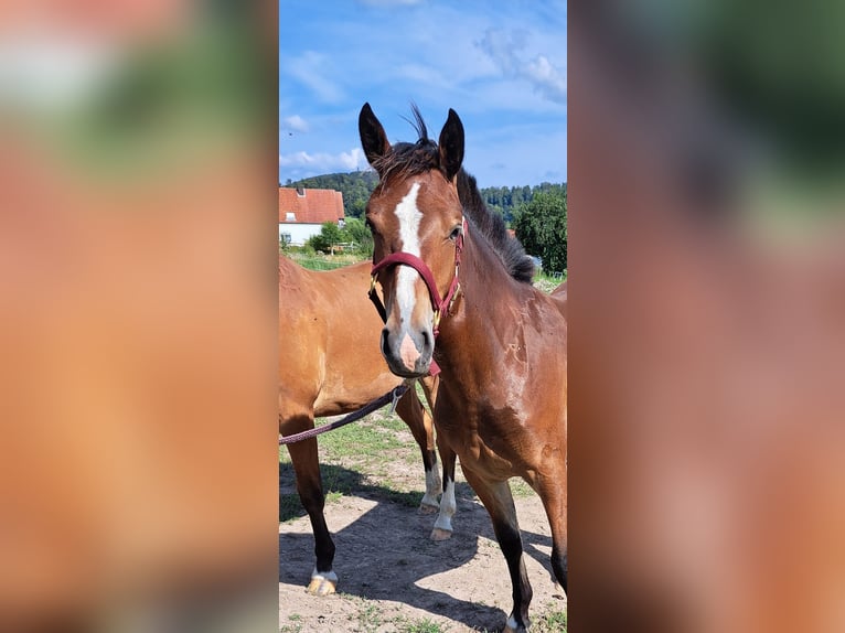 Freiberger Klacz 1 Rok 158 cm Gniada in L&#xFC;gde