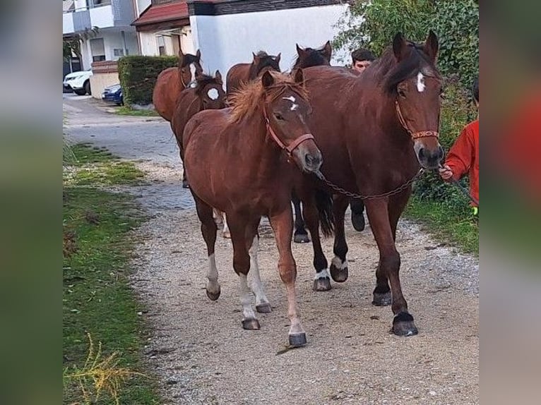 Freiberger Klacz 1 Rok Kasztanowata in Langenau