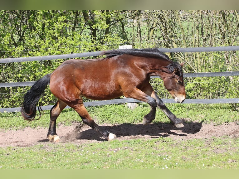 Freiberger Klacz 2 lat 156 cm Gniada in Barenburg