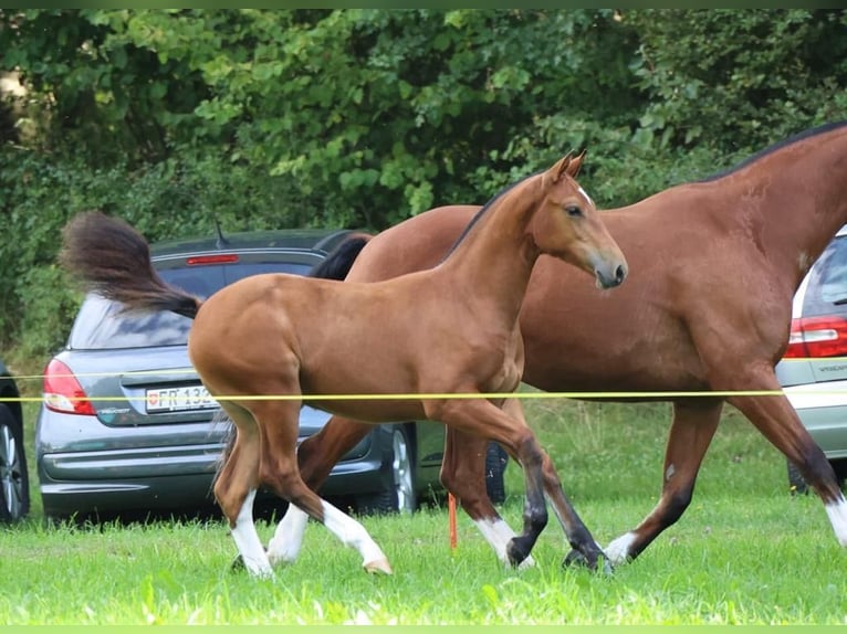 Freiberger Klacz 2 lat 157 cm Gniada in Paderborn