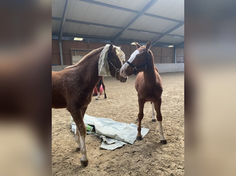 Freiberger Klacz 2 lat 160 cm Kasztanowata in Paderborn