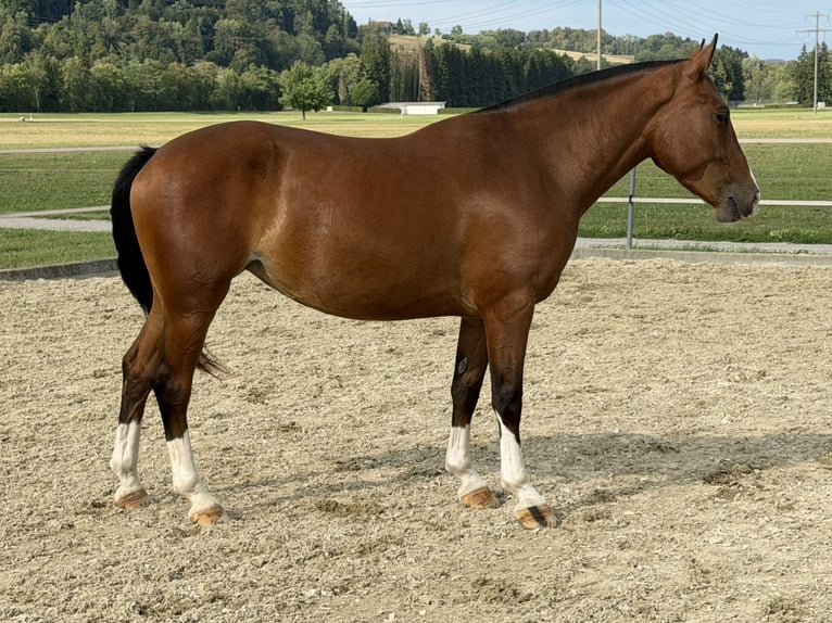 Freiberger Klacz 3 lat 152 cm Gniada in Niederbüren