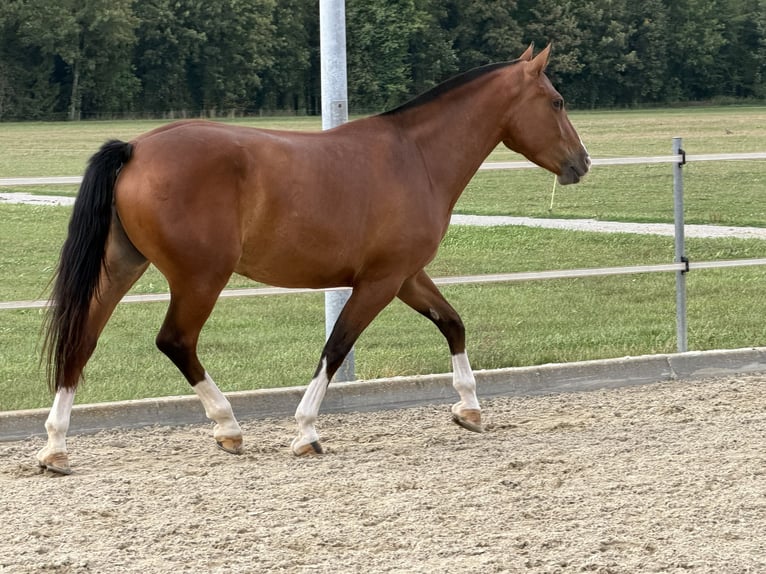 Freiberger Klacz 3 lat 152 cm Gniada in Niederbüren