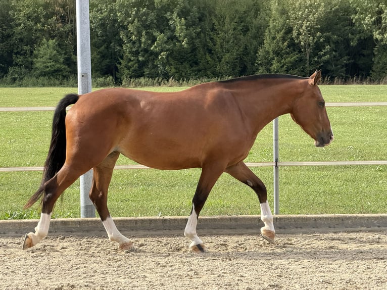 Freiberger Klacz 3 lat 152 cm Gniada in Niederbüren