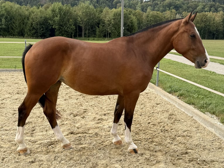 Freiberger Klacz 3 lat 152 cm Gniada in Niederbüren