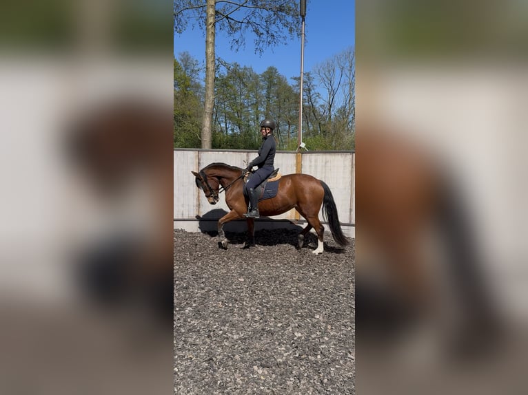 Freiberger Klacz 3 lat 154 cm Gniada in Paderborn