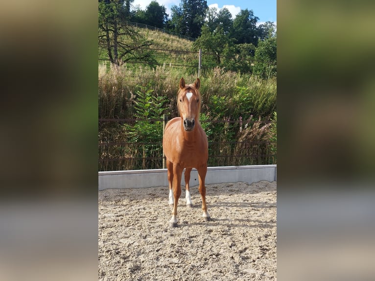 Freiberger Klacz 3 lat 157 cm Kasztanowata in Doppleschwand