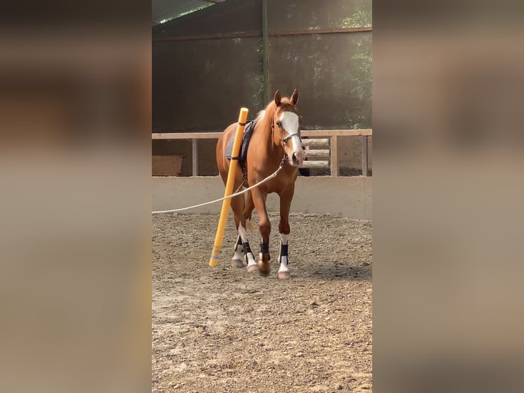 Freiberger Klacz 3 lat 160 cm Kasztanowata in Paderborn