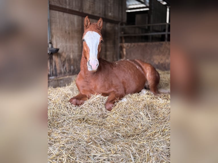 Freiberger Klacz 3 lat 160 cm Kasztanowata in Paderborn