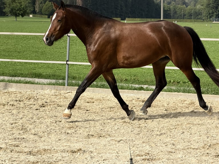 Freiberger Klacz 3 lat Ciemnogniada in Niederbüren