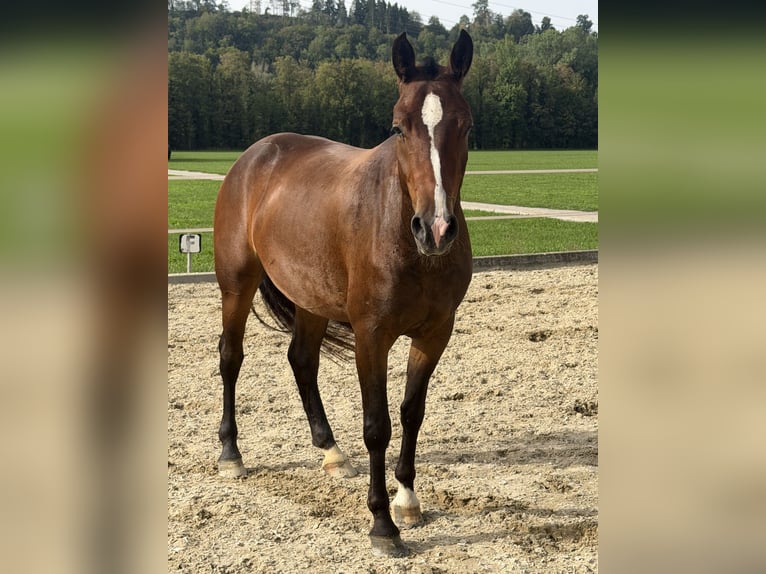 Freiberger Klacz 3 lat Ciemnogniada in Niederbüren