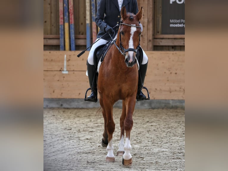 Freiberger Klacz 4 lat 154 cm Gniada in Sigigen