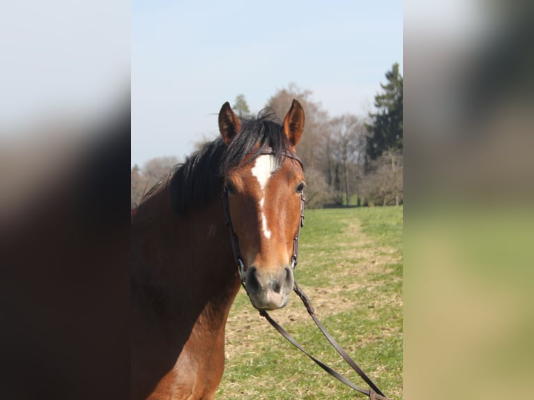 Freiberger Klacz 4 lat 154 cm Gniada in Schönholzerswilen