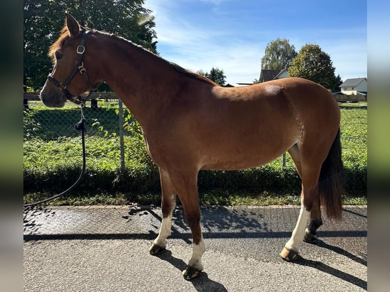 Freiberger Klacz 4 lat 154 cm Gniada in Diepoldsau