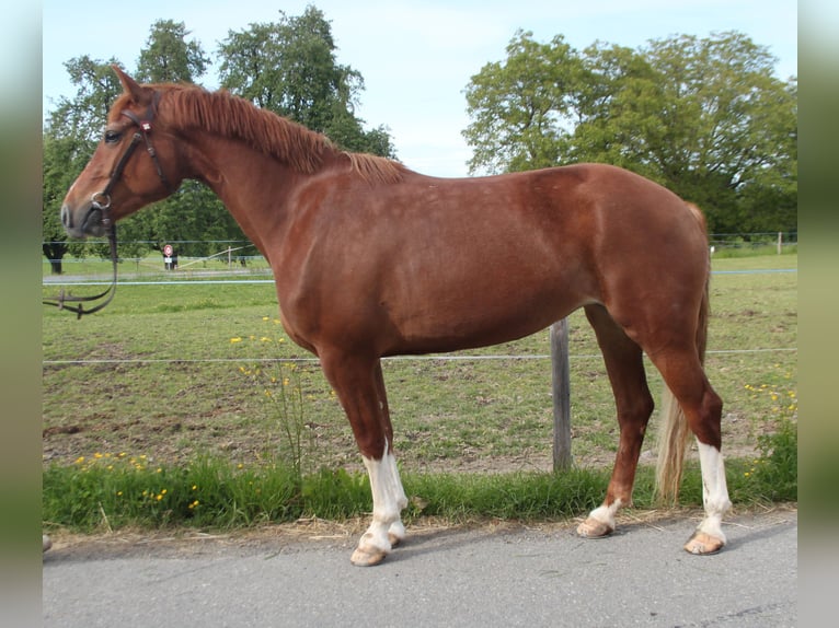Freiberger Klacz 4 lat 157 cm Kasztanowata in Schönholzerswilen