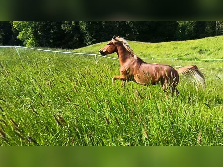 Freiberger Klacz 5 lat 155 cm Kasztanowata in Grub AR