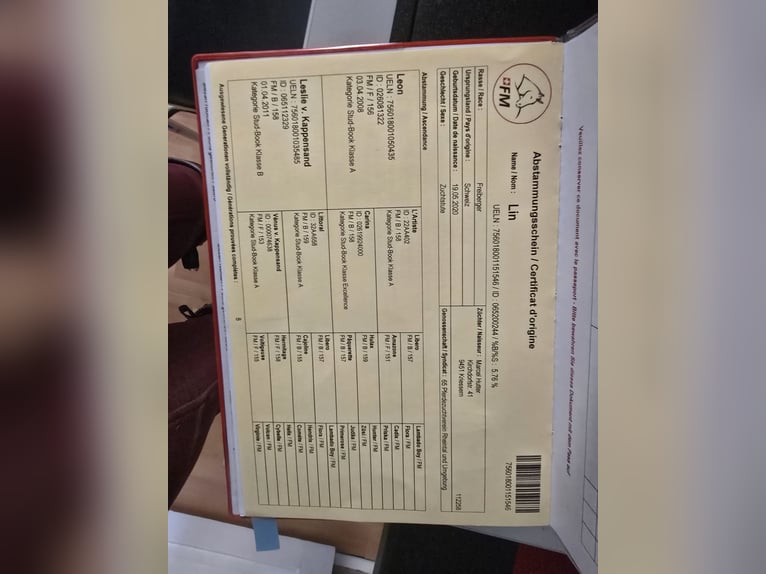 Freiberger Klacz 5 lat 155 cm Kasztanowata in Grub AR