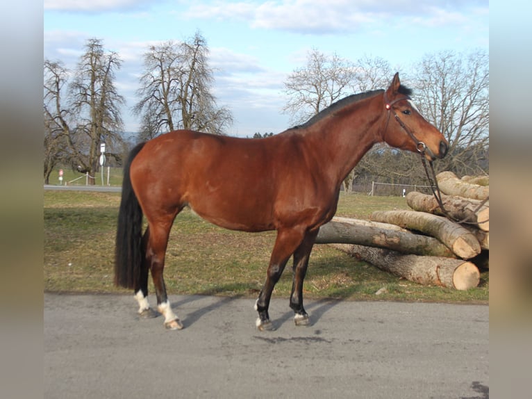 Freiberger Klacz 5 lat 156 cm Gniada in Schönholzerswilen