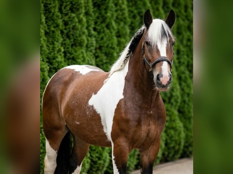 Freiberger Mix Klacz 6 lat 155 cm Srokata in Kaldenkirchen