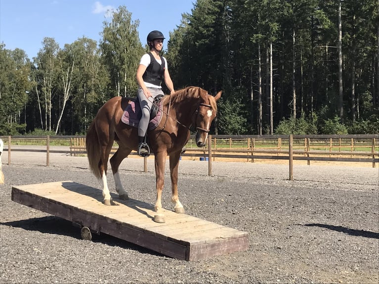 Freiberger Klacz 6 lat 165 cm Kasztanowata in Messancy